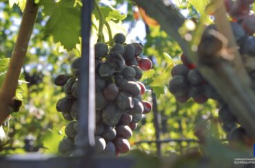 Ilatium Morini: Closeness and Conviviality Foster Quality Fine Estate Wines in Veneto, Italy