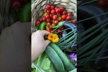 RACCOGLIAMO LA CENA #verdure #verduredellorto #verduredistagione #orto #focaccia #focacciacoifichi