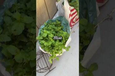 #shorts Planting herbs for #cooking at home #foodie #asian #italian #herbs #august