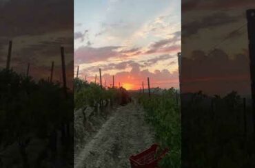 Our #Nizzadocg 2024 harvest. #italianwine #winelover #redwine #winetasting #sunrise #vino #winetime