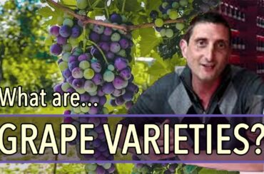 Wine Grape Types: What Are They and Why Do They Matter?