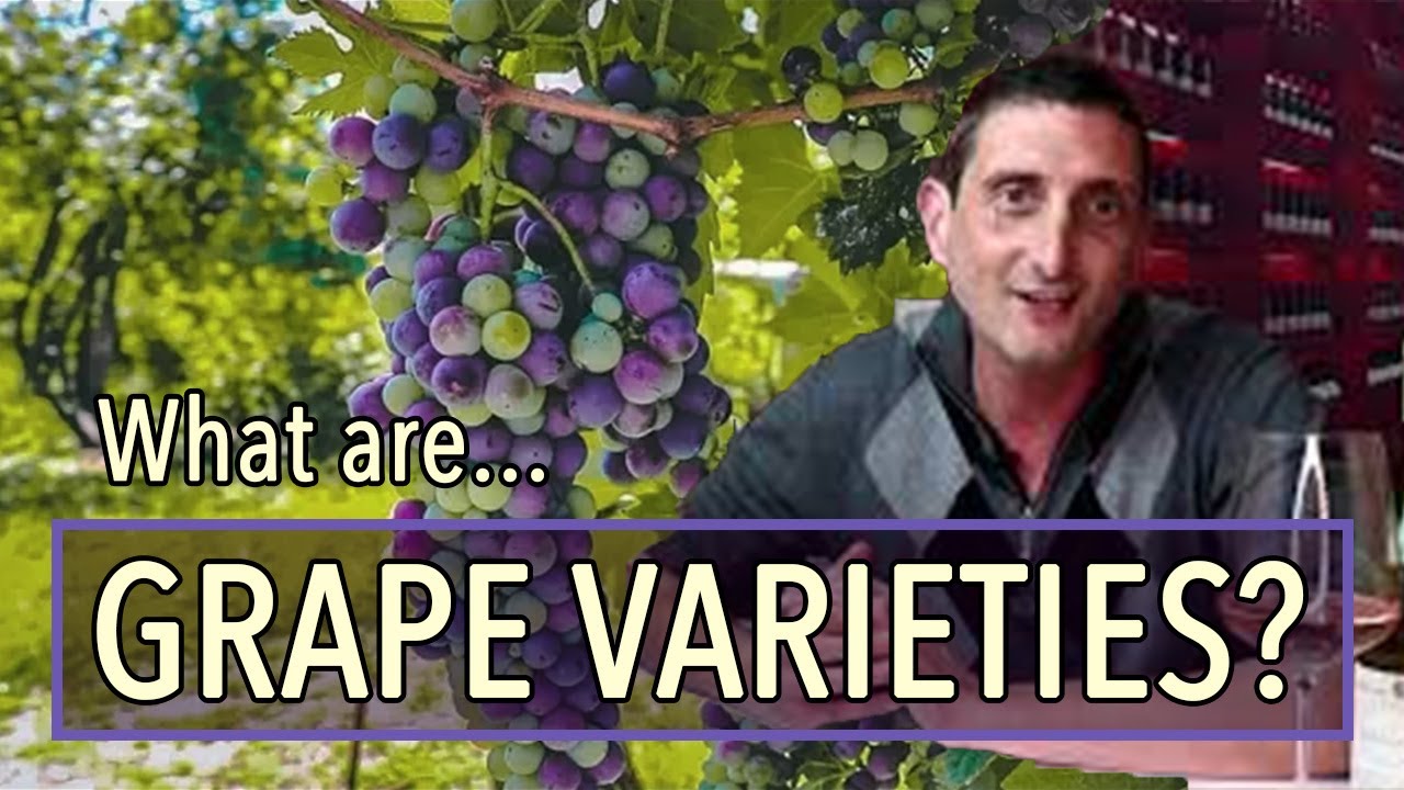 Wine Grape Types: What Are They and Why Do They Matter? Wine Grape Types: What Are They and Why Do They Matter?