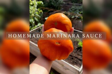 HOMEMADE HOMEGROWN TOMATO SAUCE #shorts