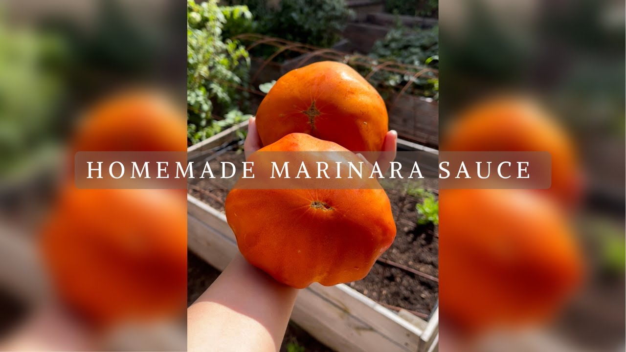 HOMEMADE HOMEGROWN TOMATO SAUCE #shorts HOMEMADE HOMEGROWN TOMATO SAUCE #shorts