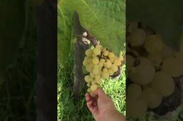 Ciro Biondi checking out his vines in Contrada San Nicolo'