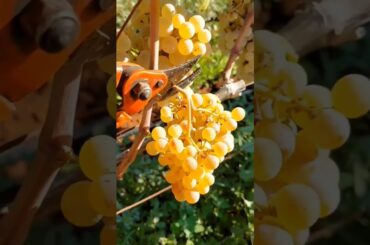 Harvesting Grapes in Italy. soon this is going to become a glass of cold white wine! #wine #viral