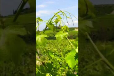 Best things to do in Italy - private wine tours through an Italian vineyard