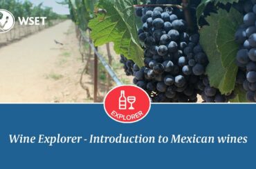 Wine Explorer - Introduction to Mexican Wines