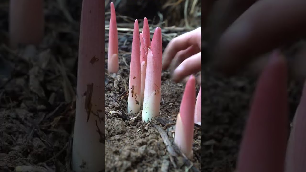 Cooking ASMR # 91 Cooking ASMR # 91