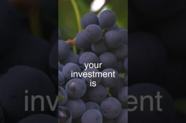 The best wine rating for good fine wine investment