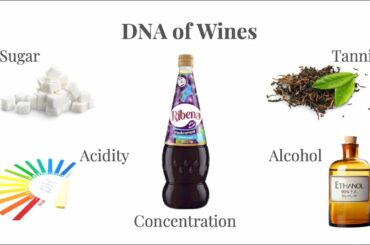 What Does the Body of a Wine Mean - DNA of Wines.