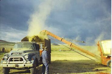 Italian Food For Cattle  Old School Basics