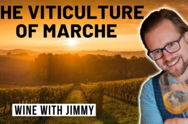 WSET Level 4 Diploma: The Climate and Grape Growing of Marche, Italy