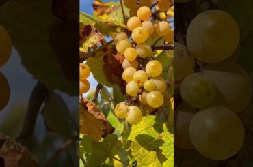 Italy. Time to harvest the grapes. Wine, Fall 2022