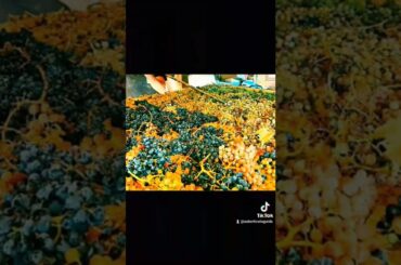 Tuscany country #wine #food #newshort #usa #new #foodblogger @Wine Makers @The Food Ranger @food