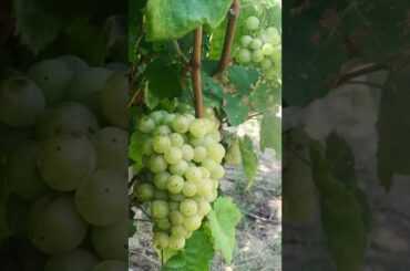 Exploring Chianti wine region of central Tuscany, Italy