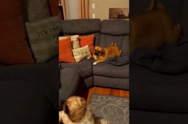 MUKBANG Italian feast Part 1. #amc #apefather #mukbang #food #italianfood #eating #amazing #wow