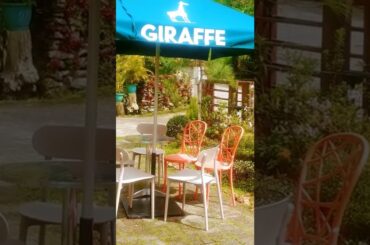 Italian Pizza @ Mangiamo dining tent @!! Giraffe Boutique Hotel Baguio !!! 80 days til Christmas