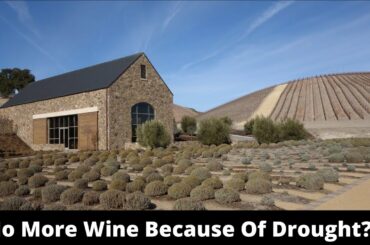 No More Wine Because Of Drought?!
