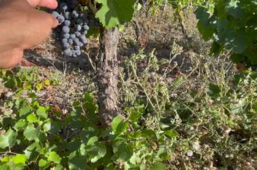 Sardinian wine grapes Cannonau