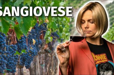 Wine Grapes 101: SANGIOVESE