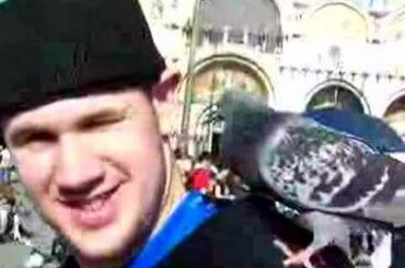 Pigeon Eating Out of Ear in Venice Italy