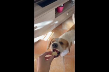 Making Gnocchi with Mum #italy #shorts #vlog #food #family #travel