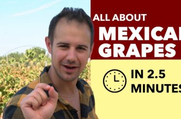 Mexican Grapes - All About Nebbiolo and the Wine Grapes Grown in Valle de Guadalupe, Mexico