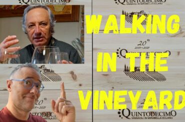 Autumn weather in the vineyards in Campani | Irpinia | Quintodecimo Winery