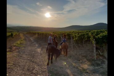 Grape Harvesting At The  Rivetto Vineyard In Italy | Tita Italia Wine & Delicatessen