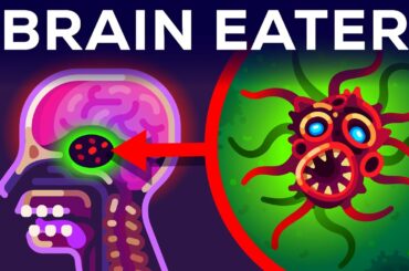 The Most Horrible Parasite: Brain Eating Amoeba