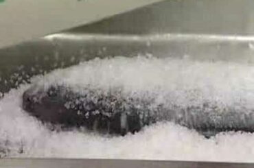 Italian Cooking: Trieste. Fish in a Salt Crust