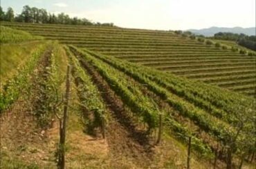 Nick's Wine Journal - Collio, Italy