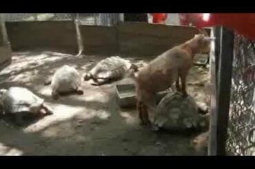 L'Articiocc (Turin, Italy Cuisine) : via Palazzo di Citta, near Piazza Castello - All Types Desets