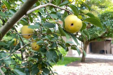 AMAZING PROPERTY- IDEAL FAMILY HOUSE IN GREEN COUNTRYSIDE FOR SALE