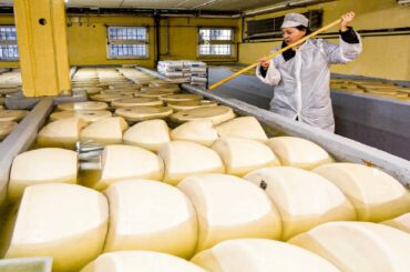 How Italian Parmesan Wheel of Cheese Is Made - King of Cheese 1000$ per Wheel Making in Factory
