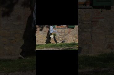 Harvesting & cooking in Italy | Autumn country life #shorts