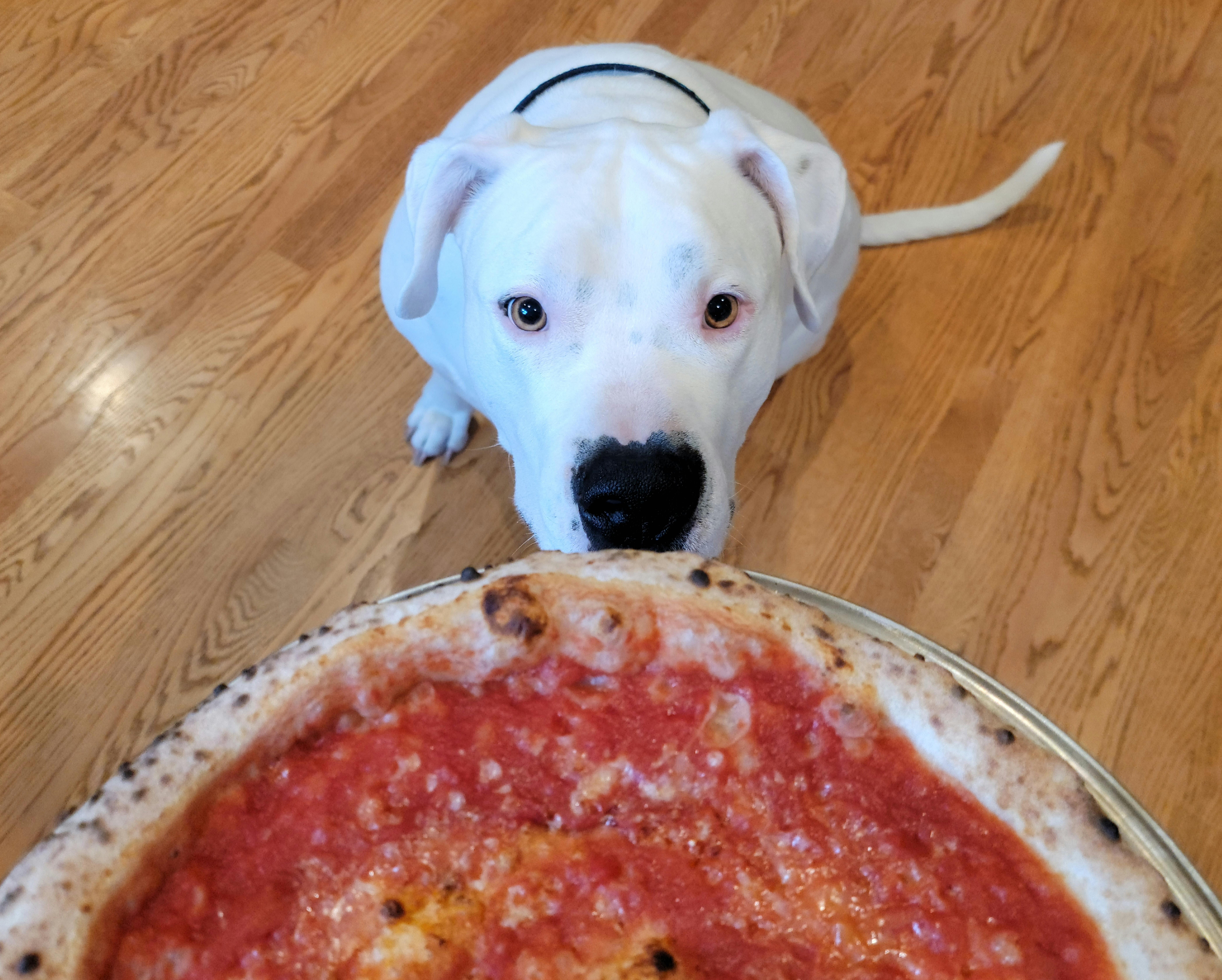 Classic marinara for the pup