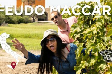 Sicilian wine, Italian vineyards by Feudo Maccari (autochthonous grapes and iconic Saia wine)