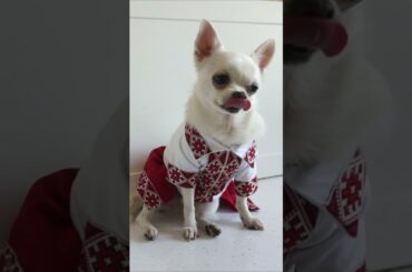 A delicious dinner with the simplest ingredients! Easy Chicken and Potatoes Recipe #shorts