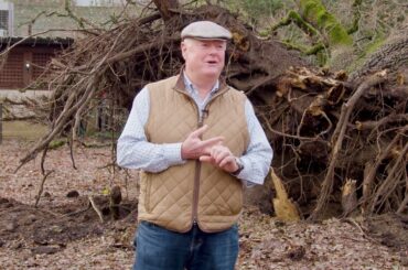 V. Sattui Winery Oak Tree Collapse 01.09.2023