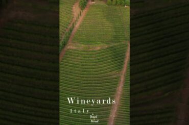 Wineyards of Italy [short relaxation film] #shorts #italy #wine #travel #italywine
