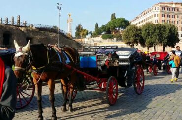 Horse Eating out of a Bag Next to The Colosseum in Rome (Roma, Italy)