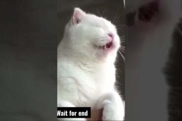 Italian squirrel eating pizza? #shorts