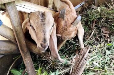 What do you think Rome and Italy are eating - animal world