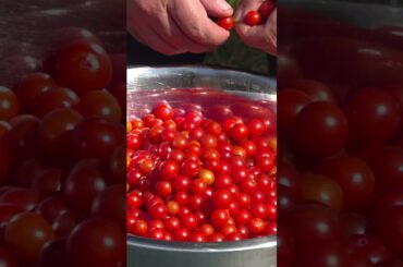 Do NOT Underestimate This TINY Tomato