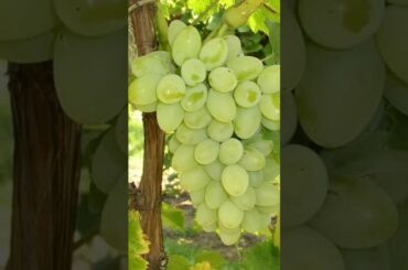 How To Grow Grapes plant in home |how to grow grapes plant in easy way to home#shorts#viral#trending