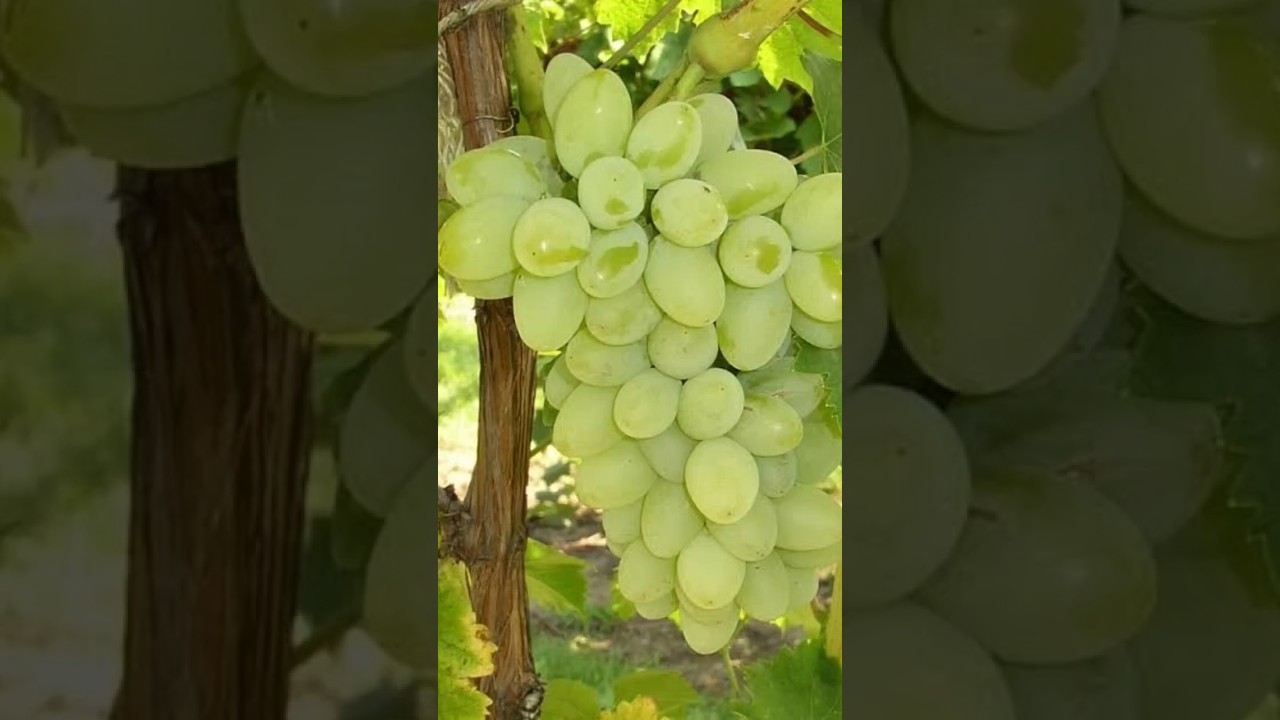 How To Grow Grapes plant in home |how to grow grapes plant in easy way to home#shorts#viral#trending How To Grow Grapes plant in home |how to grow grapes plant in easy way to home#shorts#viral#trending