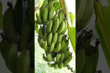 Enjoy beautiful nature with rural life #shorts#naturelife#nature#viral #trending #rurallife#reels