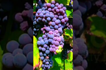 Agriculture, field, wine grapes, vineyard in Piedmont Italy #shorts